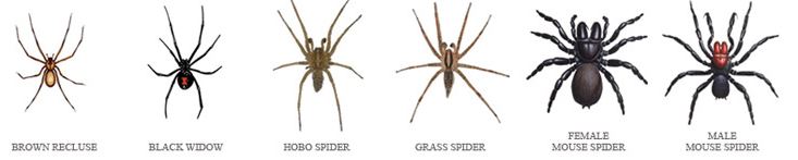 The common spiders of the United States. Spiders. THE THERIDID
